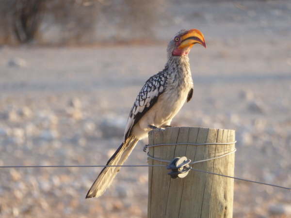 Southern Yellow-Billed Hornbill