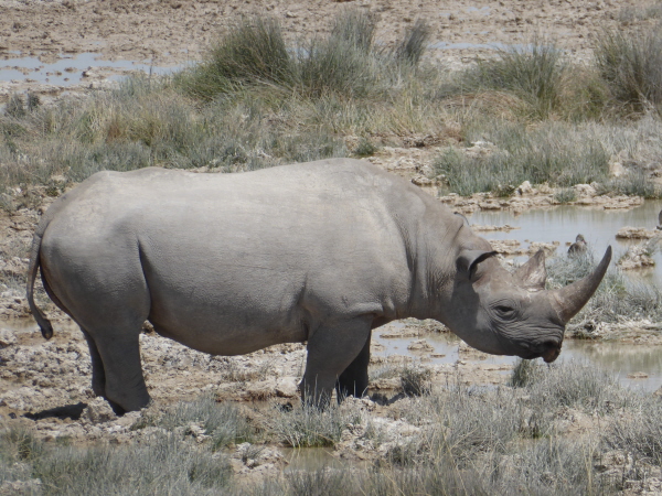 Grass (White) Rhino