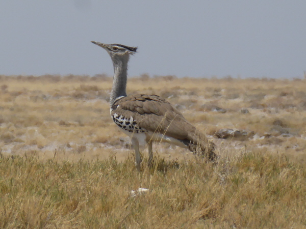 Kori bustard
