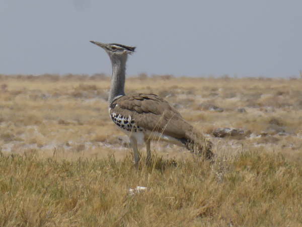 Kori Bustard