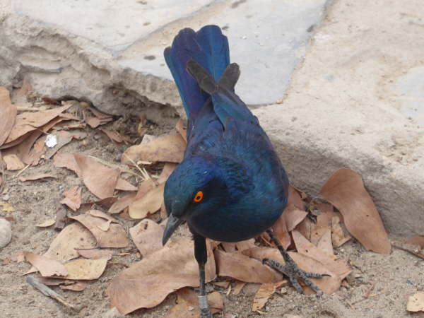 Greater Blue-Eared Starling