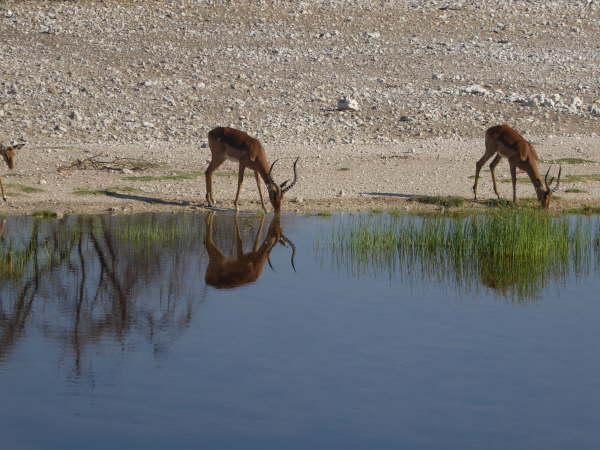 Black-Faced Impala in Etosha National Park