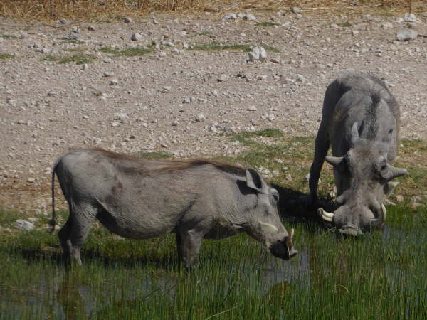 Common Warthogs