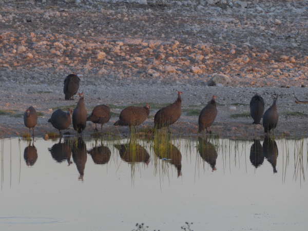 Helmeted Guinea Fowl at Anderssons Camp near Etosha