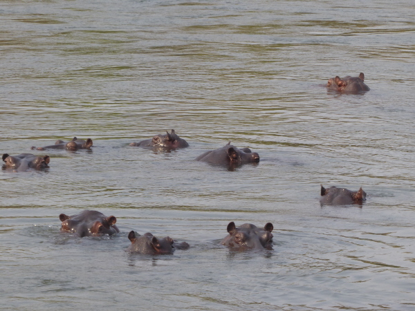 Lots of Hippopotamus