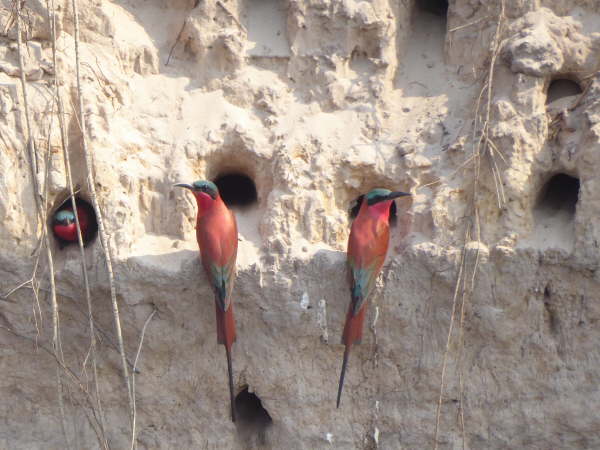Carmine Bee-Eaters and their nestholes