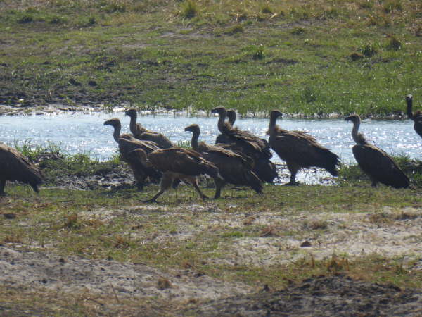 White-Backed Vultures