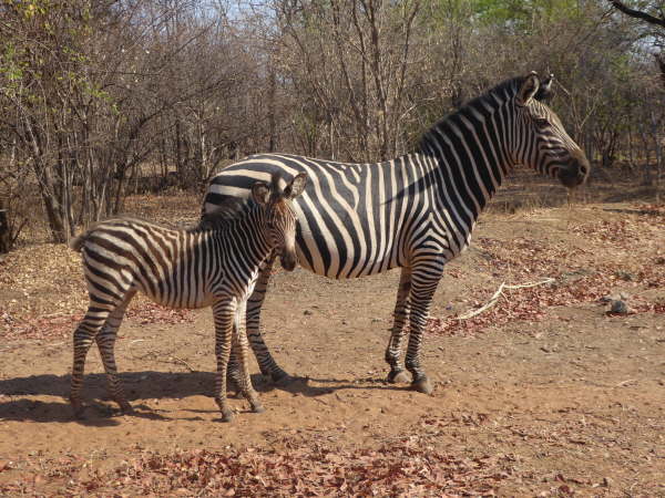 Zebra with foal