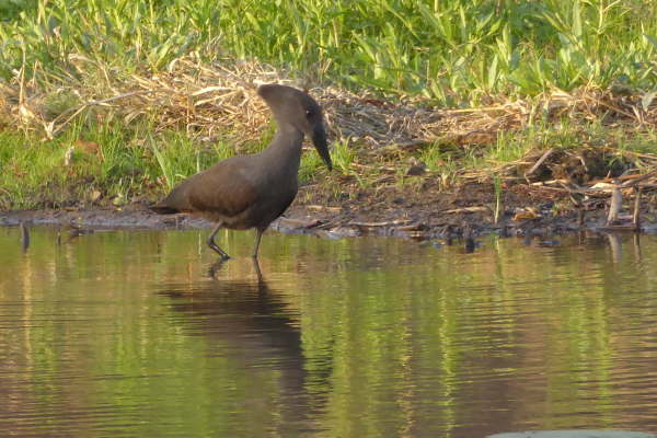 Hamerkop