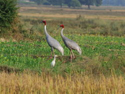 sarus cranes