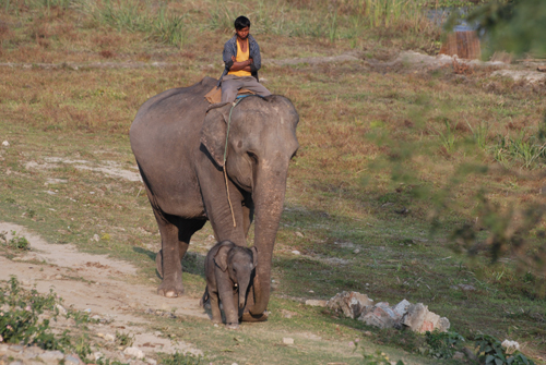 Elephants and ipods at Kosi Tappu