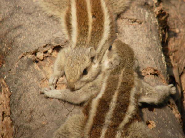 Five-Striped Palm Squirrels