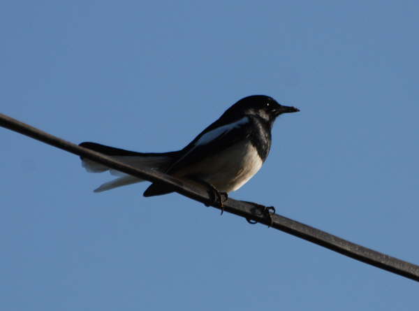 Magpie Robin before Corbett