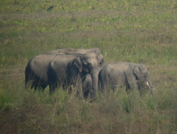 Wild Indian Elephants Corbett NP