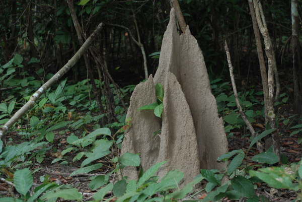 Termite Mounds in Corbett NP