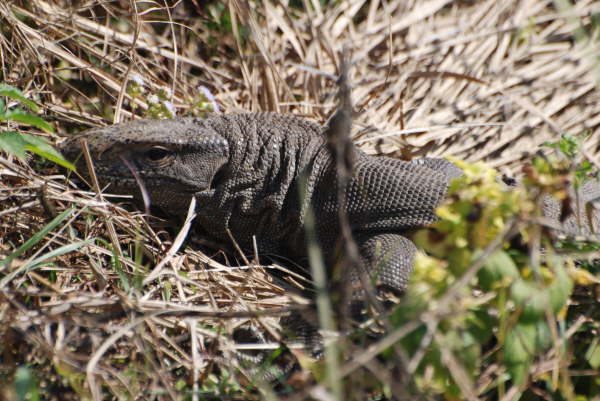 Monitor Lizard