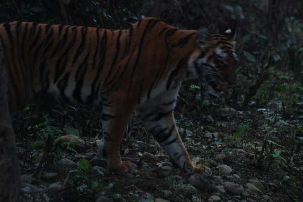 Tiger in Corbett NP