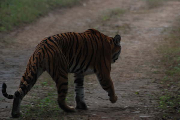 The same Tiger on a road in Corbett NP