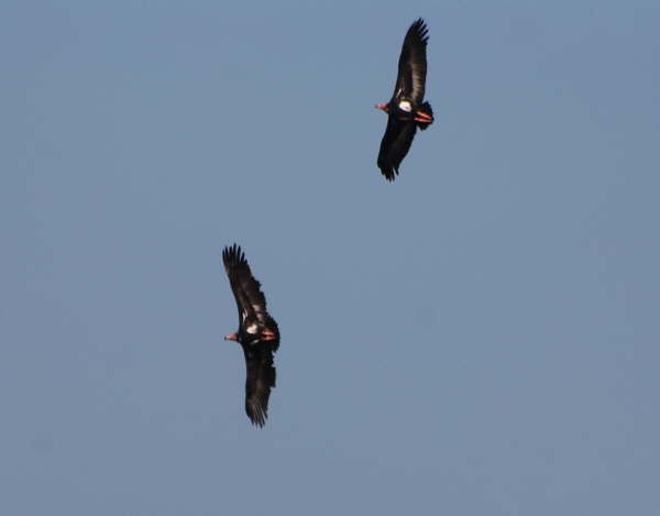 Red-Headed Vultures