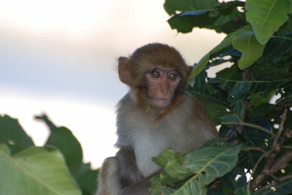 Rhesus Macaque - Corbett NP