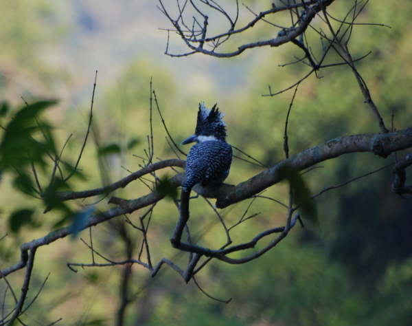Crested Kingfisher - Corbett NP