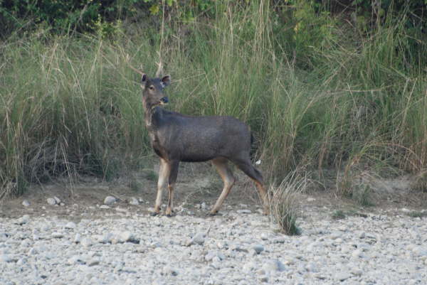 Sambur Deer - Corbett NP