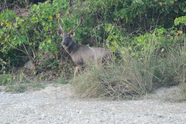 Sambur Deer- Corbett NP
