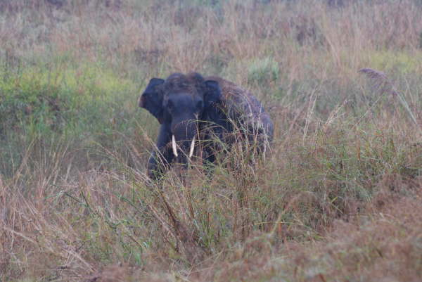 Wild Indian Elephant - Corbett NP