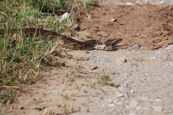 Indian Python- Corbett NP