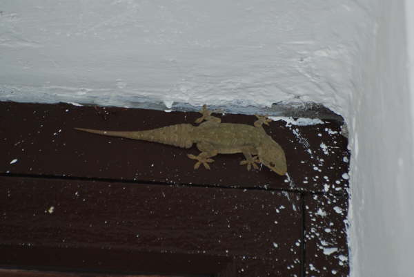Gecko in our room - Corbett NP