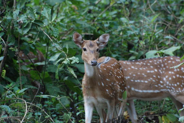Chittal Deer