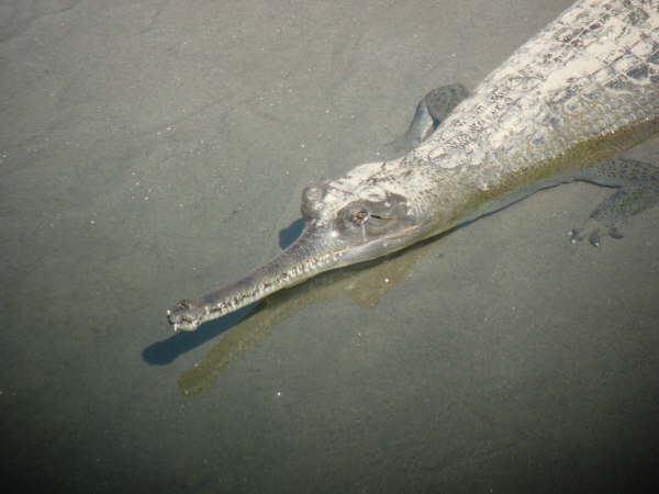 Gharial in Corbett NP