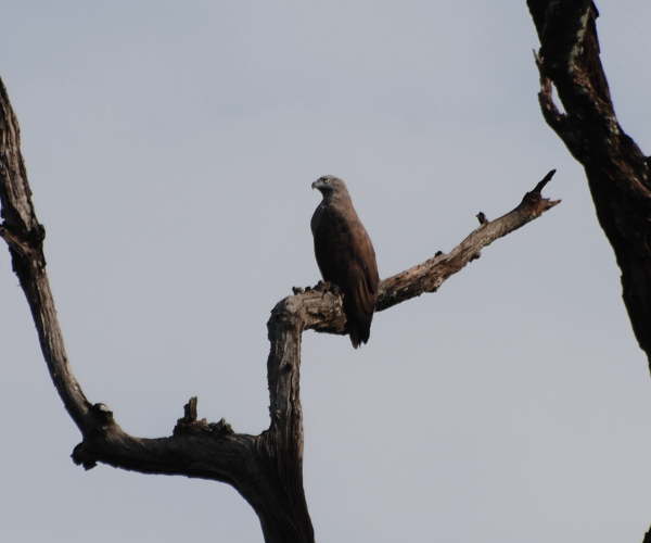 Grey-Headed Fish Eagle- Corbett NP