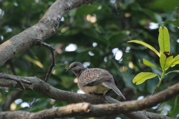 Spotted Dove - outside Corbett NP