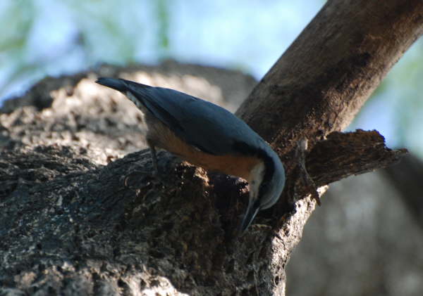 Chestnut-bellied Nuthatch outside Corbett NP