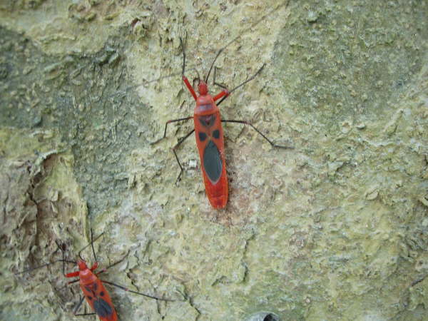 Cotton Bugs in Bardia NP
