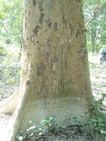 Tiger clawmarks in Bardia NP