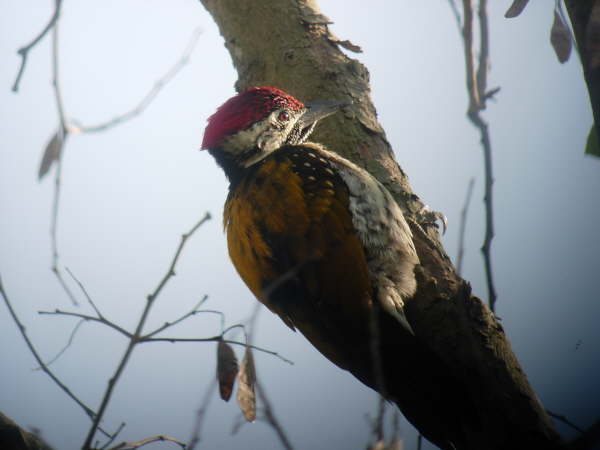 Black-Rumped Flameback- Bardia NP