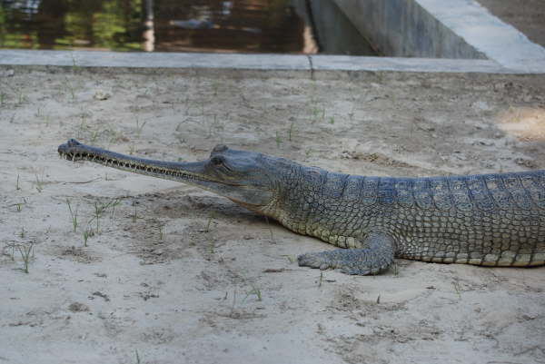 Gharial at Reintroduction Centre- Bardia NP
