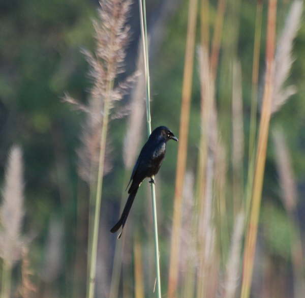 Black Drongo - Bardia NP