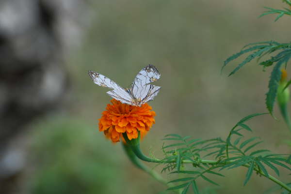 Common Map - Bardia NP
