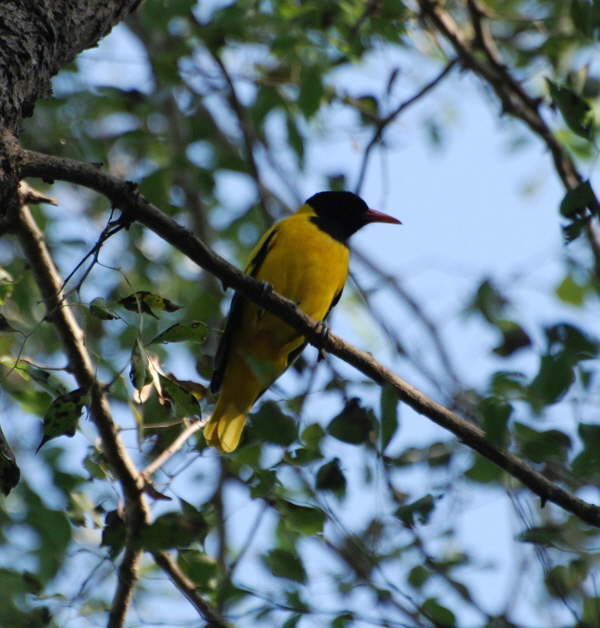 Black Hooded Oriole Bardia NP