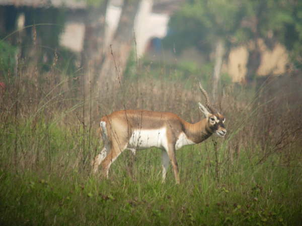 Black Buck near Bardia NP