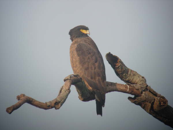 Crested Serpent Eagle near Bardia NP