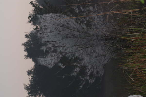 Cobwebs on a tree in Lumbini