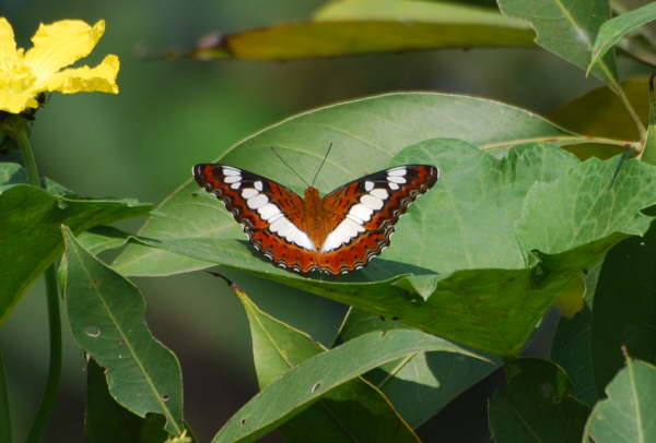 Unidentified Butterfly at Lumbini