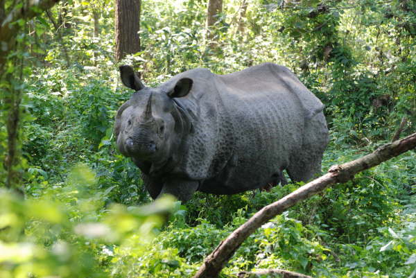 Rhino in Chitwan NP