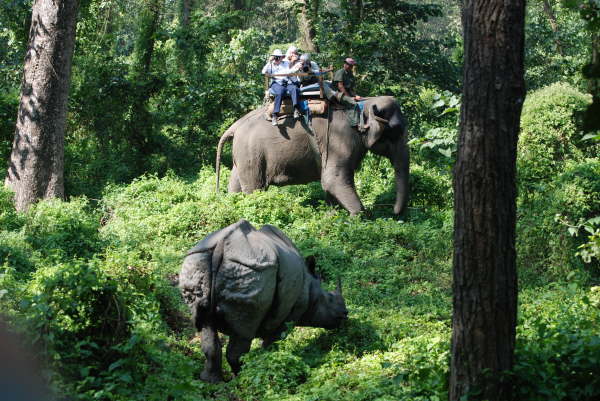Rhino in Chitwan NP