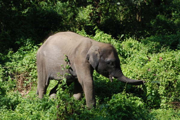 Baby Elephant who had touched me earlier