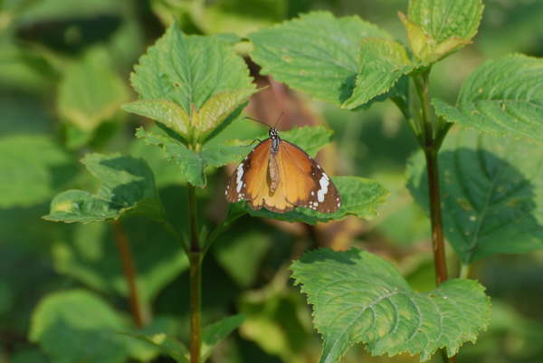Plain Tiger at Chitwan NP